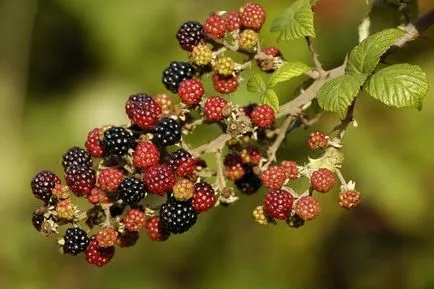 Blackberry сортове и отглеждане