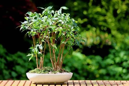 Ficus в знаците на къщата и факти (знаци) Ficus в знаците на къщата и факти