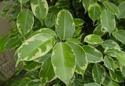 Ficus в къщата