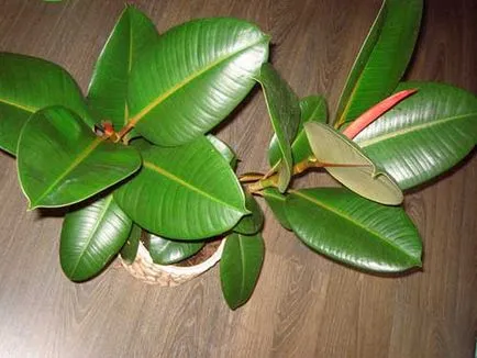 Ficus в знаците на къщата и факти (Ficus) Ficus в знаците на къщата и факти