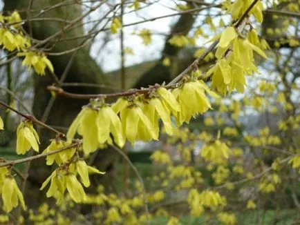 Forsythia (Forsythia) видове със снимка, култивиране, грижи, резитба, зимуване, размножаване