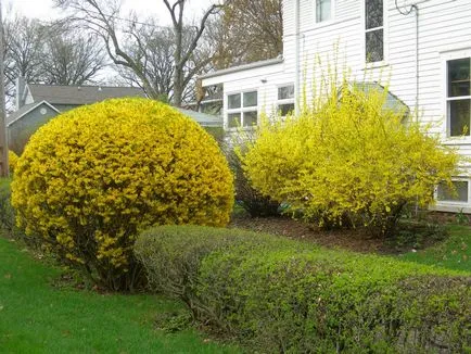 Forsythia научат да растителни и растат