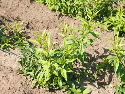 Forsythia как да се грижи за растенията Фото & Видео