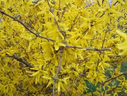 Forsythia (Forsythia) видове със снимка, култивиране, грижи, резитба, зимуване, размножаване