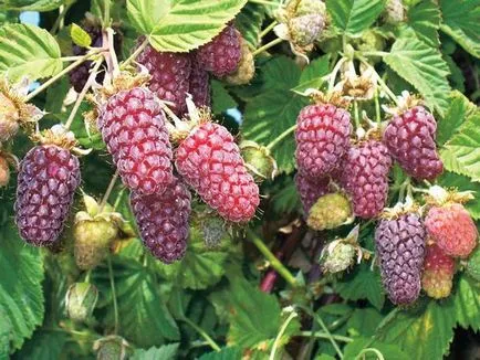 Blackberry сортове и отглеждане