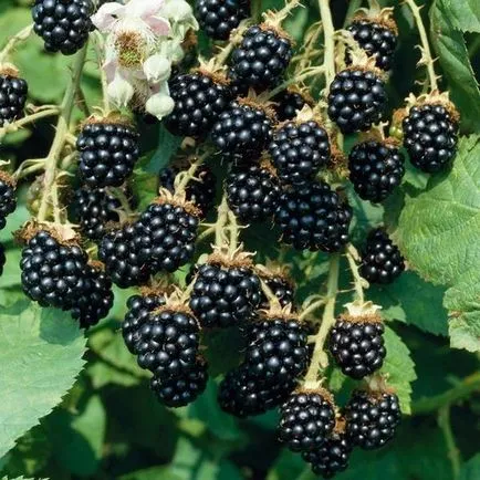 Blackberry сортове и отглеждане