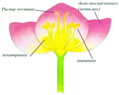 Хибридизация кръстосване растения