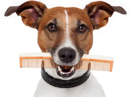 Furminators инструкции за използване на кучета със снимки