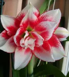 Hippeastrum всички нюанси на грижите за цветя в дома фото и видео