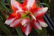 Hippeastrum грижи у дома, на открито в градината, възпроизвеждане на семена, луковици,