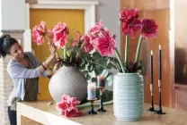 Hippeastrum грижи у дома, на открито в градината, възпроизвеждане на семена, луковици,