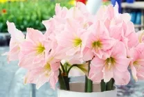 Hippeastrum грижи у дома, на открито в градината, възпроизвеждане на семена, луковици,