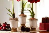 Hippeastrum грижи у дома, на открито в градината, възпроизвеждане на семена, луковици,