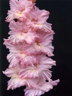Gladiolus засаждане и грижи, видове и разновидности, снимки