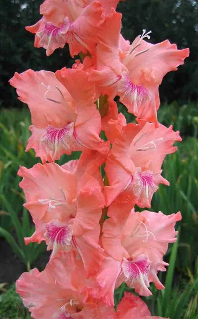 Gladiolus засаждане и грижи, видове и разновидности, снимки