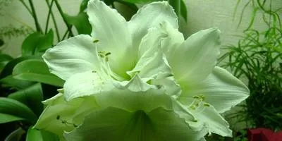 Hippeastrum разполага на отглеждане и грижи