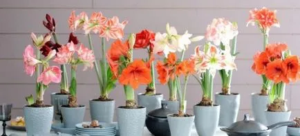 Hippeastrum грижи у дома, на открито в градината, възпроизвеждане на семена, луковици,