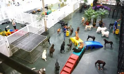 Сити, удобен за кучета