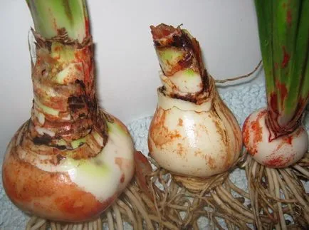 Hippeastrum (снимка) посадъчен материал, извършване на земя
