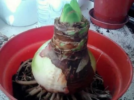Hippeastrum (снимка) посадъчен материал, извършване на земя