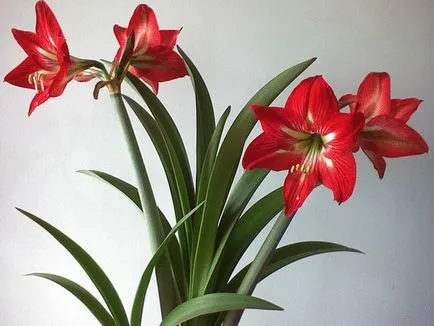 отглеждане Hippeastrum и грижи в дома