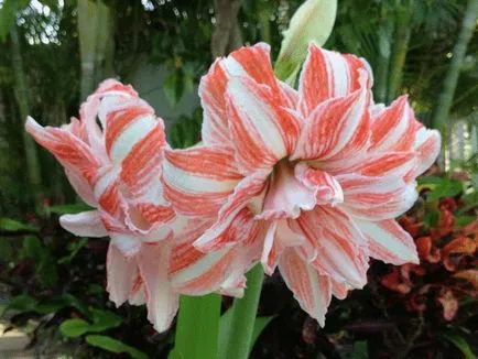 отглеждане Hippeastrum и грижи в дома