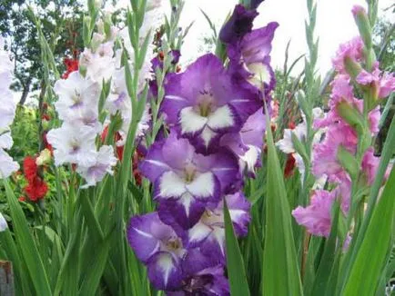 Gladiolus засаждане и грижи, видове и разновидности, снимки