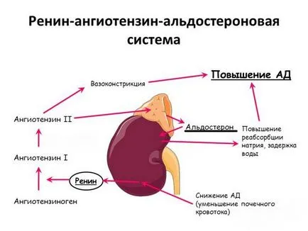 Хормони бъбреците, и че те генерират причини смущения (продукция) Хормони на бъбреците и те произвеждат причини за нарушения