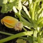 Скуош хайвер за зимата у дома рецепти със снимки
