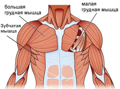 Как бързо напомпване на гръдните мускули у дома, без симулатори