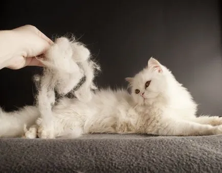 Коя котка не проливате