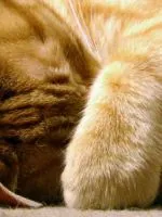 Кои котки не хвърлят