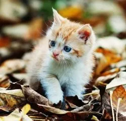 Кои котки искал да седне в ръцете на собственика - всичко за котки и котки с любов