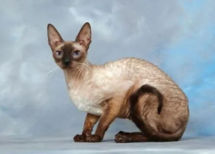 Кои котки не хвърлят