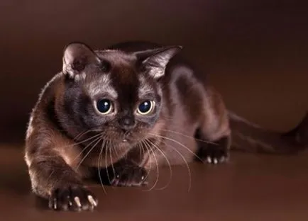 Кои котки не хвърлят