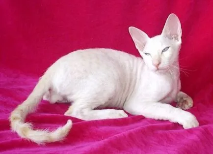 Кои котки не хвърлят