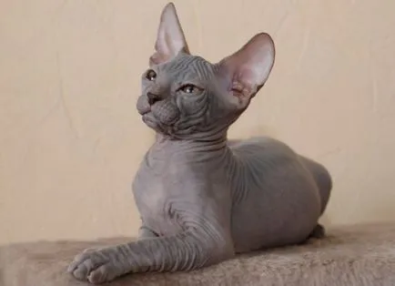 Кои котки не хвърлят