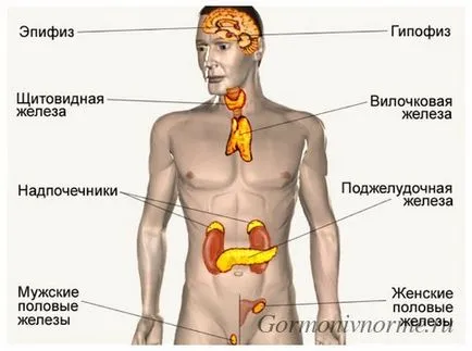 Какви са жлезите с вътрешна секреция при хора