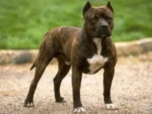 Кои са най-силните и зли бойни кучета