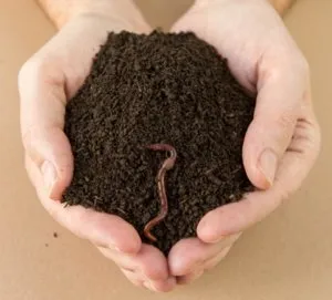 Както се използва инструкция vermicompost течен