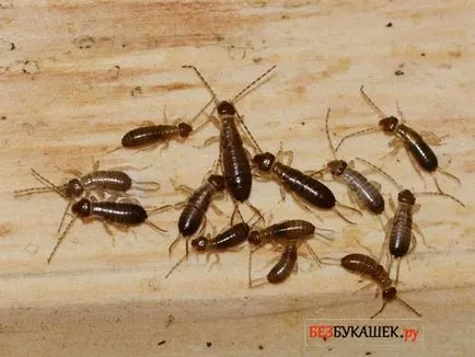 Как да се отърва dvuhvostok в къщата и в страната, че те се страхуват diplura