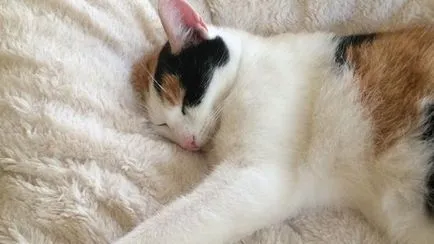 Котките се ражда първата бременност и раждане на първо дете (котки) Котките се ражда първата бременност и раждане на първо дете