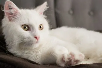 Котките се ражда първата бременност и раждане на първо дете (котки) Котките се ражда първата бременност и раждане на първо дете