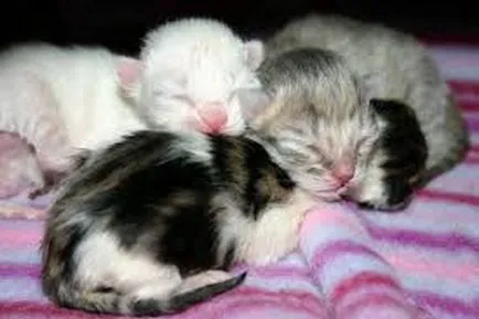 Котките се ражда първата бременност и раждане на първо дете (първи) Котките се ражда първата бременност и раждане на първо дете