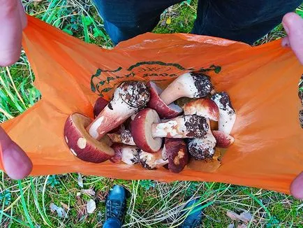 Като отидохме в гората за гъби търси