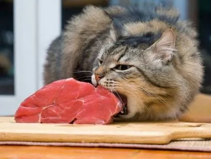 Котките се ражда първата бременност и раждане на първо дете (първи) Котките се ражда първата бременност и раждане на първо дете