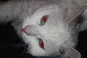 Как да се направи кученце с коте постепенно, нашите котки и кучета
