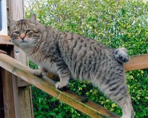 Как да се направи кученце с коте постепенно, нашите котки и кучета