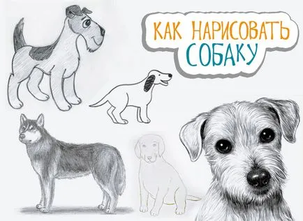 Как да се направи едно куче на етапи молив