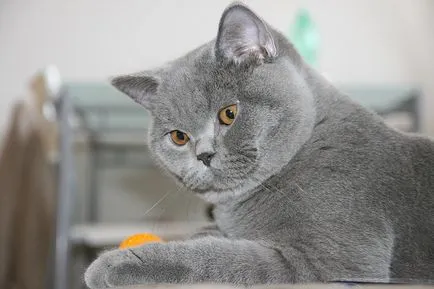 Как да се обадя британски котки правила съвпадение прякори котка и котката, опции имена